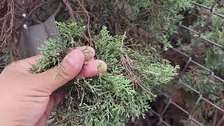 Cupressus sempervirens Italian Cypress [upl. by Anelram280]