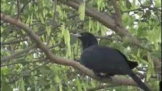 Koyal Bird Singing Sound 😍😍Meri Balcony Mai Sweet Koyal Sound🤗🤗Loving Garden😍 [upl. by Gerry]