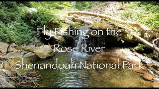 Fly Fishing on the Rose River  Shenandoah National Park [upl. by Morven]