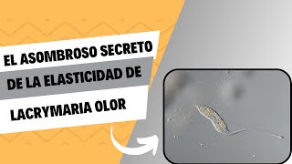 El asombroso secreto de la elasticidad de Lacrymaria olor [upl. by Artinahs]