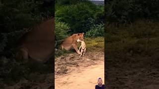 lion africonwildline animals wildlife lionsofafrica funny eastafricanlion safari [upl. by Russell]