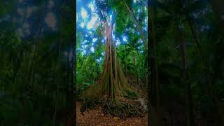 tree being a tree in a rainforest [upl. by Notreb]