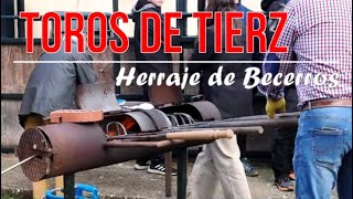 Herraje de Becerros en TOROS DE TIERZ [upl. by Erdnuaed]