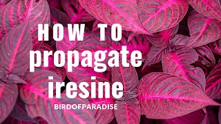 How to Grow Iresine Blazin’ Rose BloodleafWITHOUT ROOTING HORMONE Shade Plants BirdofParadise [upl. by Heller484]