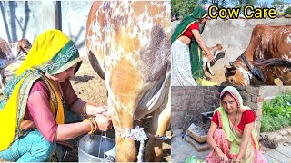 ♥️👌👉Cow milking by hand  Cowmilking Jiya Arya new video cow milking [upl. by Adnilrev]