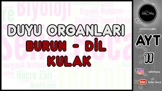 11 Duyu Organları  Burun  Dil  Kulak [upl. by Anitahs]