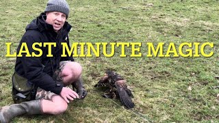 Pt 8 HOW TO TRAIN A HARRIS HAWK Introducing the lure pad [upl. by Baxy64]