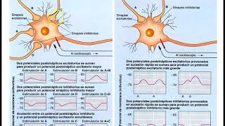 Clase Sinapsis y neurotransmisores parte IV [upl. by Gianna]