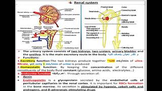 7 Renal system Physiology شرح بالعربي [upl. by Asenev]