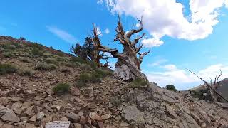 Bristlecone Pine Forest Discovery Trail 2 [upl. by Elvah]