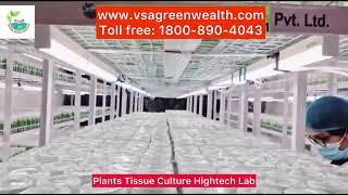 Plants tissue culture hightech Lab  Vatican Shona agrotech pvt ltd [upl. by Dez477]