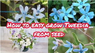 How to grow blue Tweedia from seedgrowing flowers Blue Tweedia from seedGarden ideas Flowers [upl. by Nosyla]