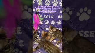 Bengal cats bengalcatworld beautiful catbreed bengalkittenforsale cute notfree [upl. by Borries849]