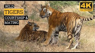 RARE FOOTAGE OF COURTING AND MATING TIGERSRANTHAMBORETIGER VIDEOSWILDOPEDIA VIDEOS [upl. by Nive549]