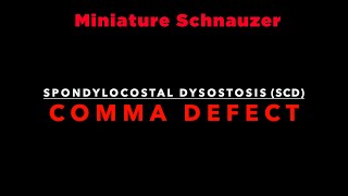 Comma defect Spondylocostal Dysostosis in Miniature Schnauzers English Version [upl. by Bendix]