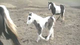 Beautiful Gypsy Mares of SD Farm in England [upl. by Ylliw]