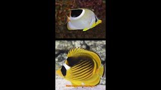 REEFSAFE Butterflyfish shorts [upl. by Ennalyrehc377]