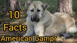 American Gampr Fantastic Facts about GAMPR DOG [upl. by Quillon]