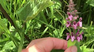 How to identify and use Hedge Woundwort Stachys sylvatica [upl. by Debbee]