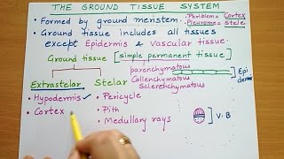 groundtissueGround Tissue Hypodermis and cortex endodermis  Extrastelar ground tissue [upl. by Lemor425]