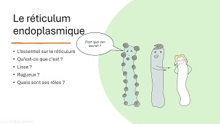 11 Le réticulum endoplasmique [upl. by Wurster140]