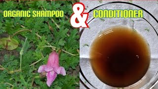 100 Organic shampoo for massive hair growth [upl. by Gernhard]