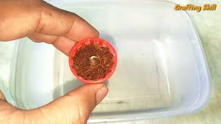 How to germinate Okra Seeds  Paano ang tamang pag punla ng Okra [upl. by Cassey5]