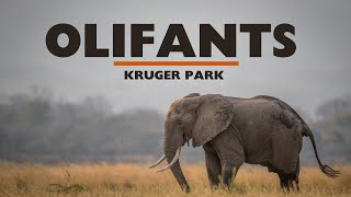 Giants Leap  Olifants  Kruger National Park safari elephant [upl. by Atiral]