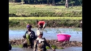 Chinas hybrid rice helps Madagascar achieve food security [upl. by Novyaj706]