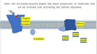 Signal Transduction AP Biology [upl. by Zirtaeb]