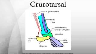 Crurotarsal [upl. by Tnek]