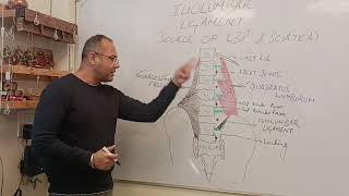 Biomechanics of Iliolumbar Ligament  A Potential source of Lower Back Pain and Sciatica [upl. by Witcher]