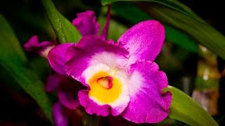 Wie pflege ich Dendrobium nobile Hybriden  Bambusorchidee  Alles über Orchideen 12 [upl. by Nired]