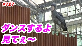 ちょっとだけダンスするよ💖dancing★掛川花鳥園★ハシビロコウふたば★No727★shoebill Futaba [upl. by Velleman353]