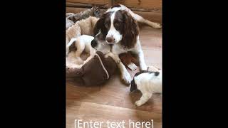 Springer Spaniel pups play with their mum [upl. by Nodmac897]