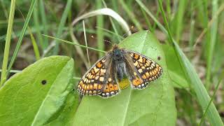 Marsh Fritillary laying eggs P1002577 [upl. by Eednak532]