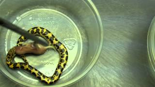 2012 feeding baby kenyan sand boas [upl. by Atteuqal]