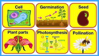 PLANTS 🪴 Plant Parts Plant Cell Pollination Photosynthesis amp Germination  Chapter 3 [upl. by Arutak]