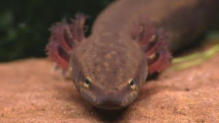 The Mudpuppy A North American Version Of The Axolotl [upl. by Ury]