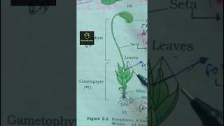 funaria Bryophytes ncert imp diagram class 11th ncert biology neet2025 aiims imp diagram [upl. by Cuthburt458]