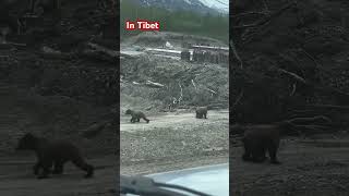 Bear vs dog animals viralvideo trending [upl. by Aroled834]