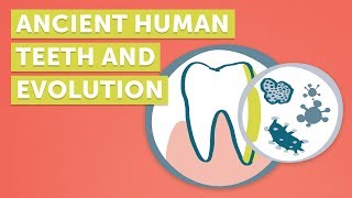 Ancient Teeth Carriers of DNA Who Tell Stories of the Past [upl. by Solegnave]