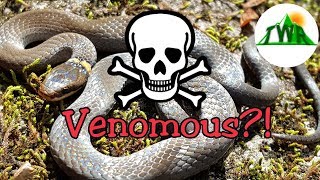 Ringneck SnakesAre They Vemomous [upl. by Nomelc]