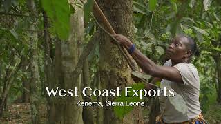 West Coast Exports  Sierra Leone [upl. by Nido]