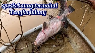 spesis baung termahal sg Jelai ini di anggap barang rare [upl. by Ddart]