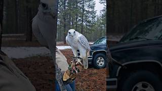 Surprise Falconry Meet Goshawk Harris Hawk Gyrfalcon falconry hunting birds [upl. by Daniele]