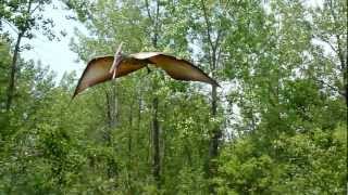 Pterodactyl or Pteranodon at Field Station Dinosaur [upl. by Adnilec]