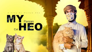 Our Persian Cat HEO  Shihab Ohe Vlog39 [upl. by Klenk]