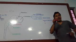 Embriología del Sistema Nervioso parte 1 [upl. by Rosen]