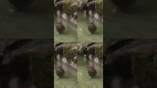 Capybara dance funny memes Capybara [upl. by Ailey]